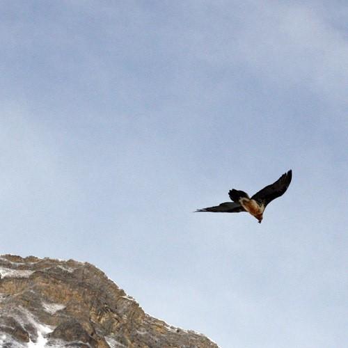 А поутру он тихонько встал ...