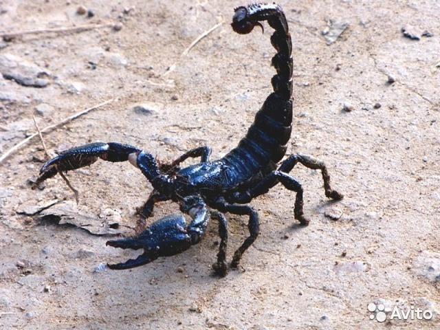 Всё получил, чего хотел.