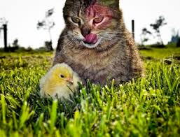 Кот и цыплёнок