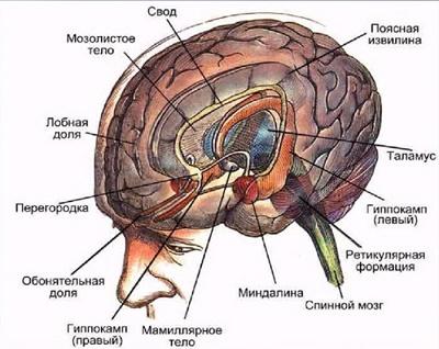 Лимбическая система
