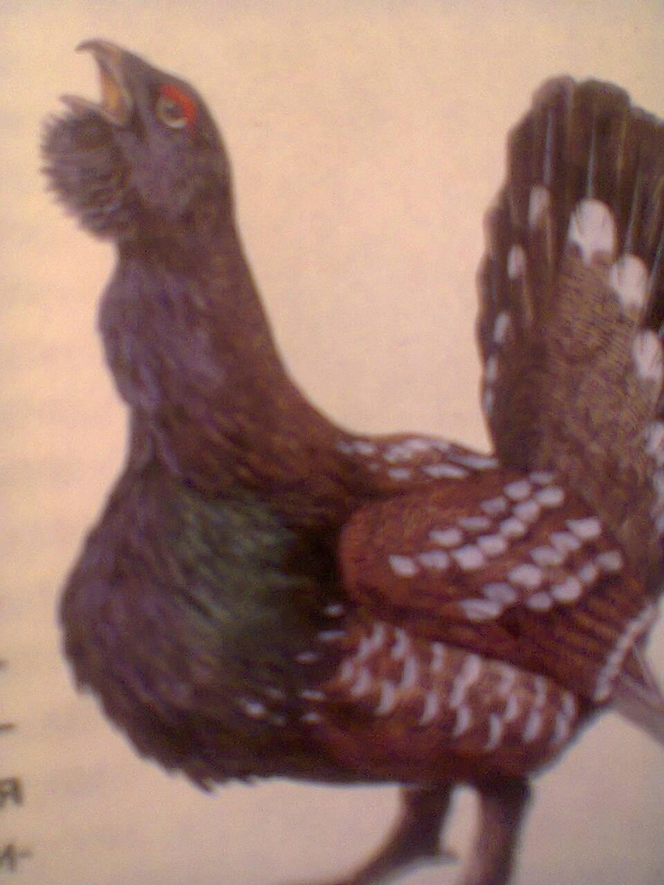 Глухариный ток