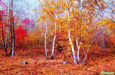 Виват, октябрь!