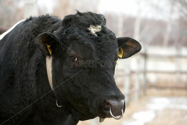 Оставайся сам в своей породе