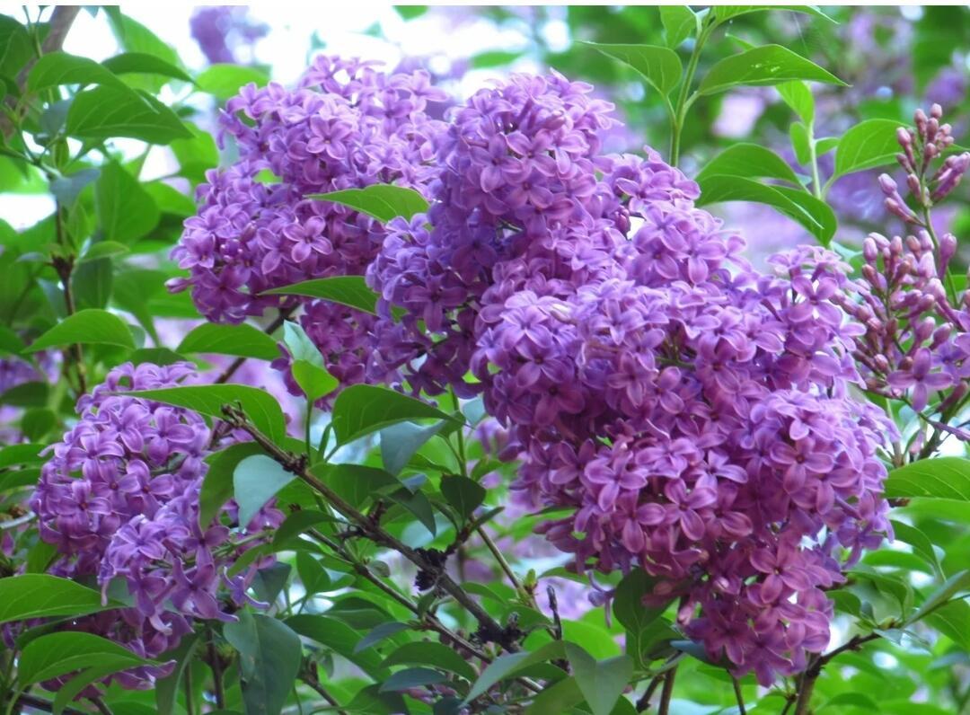 СИРЕНЬ  СИРЕНЬ  ТЕБЯ  БРОСАЛИ  В  ОКНА