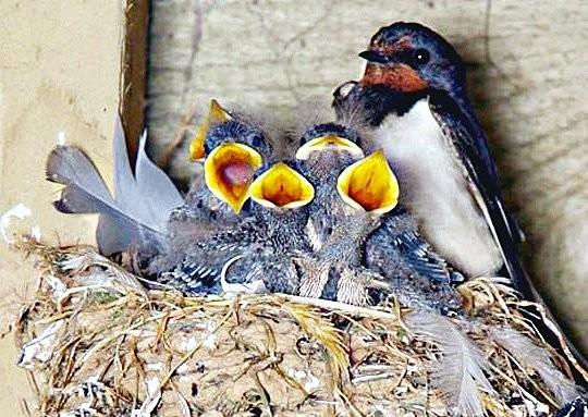 Про морошку