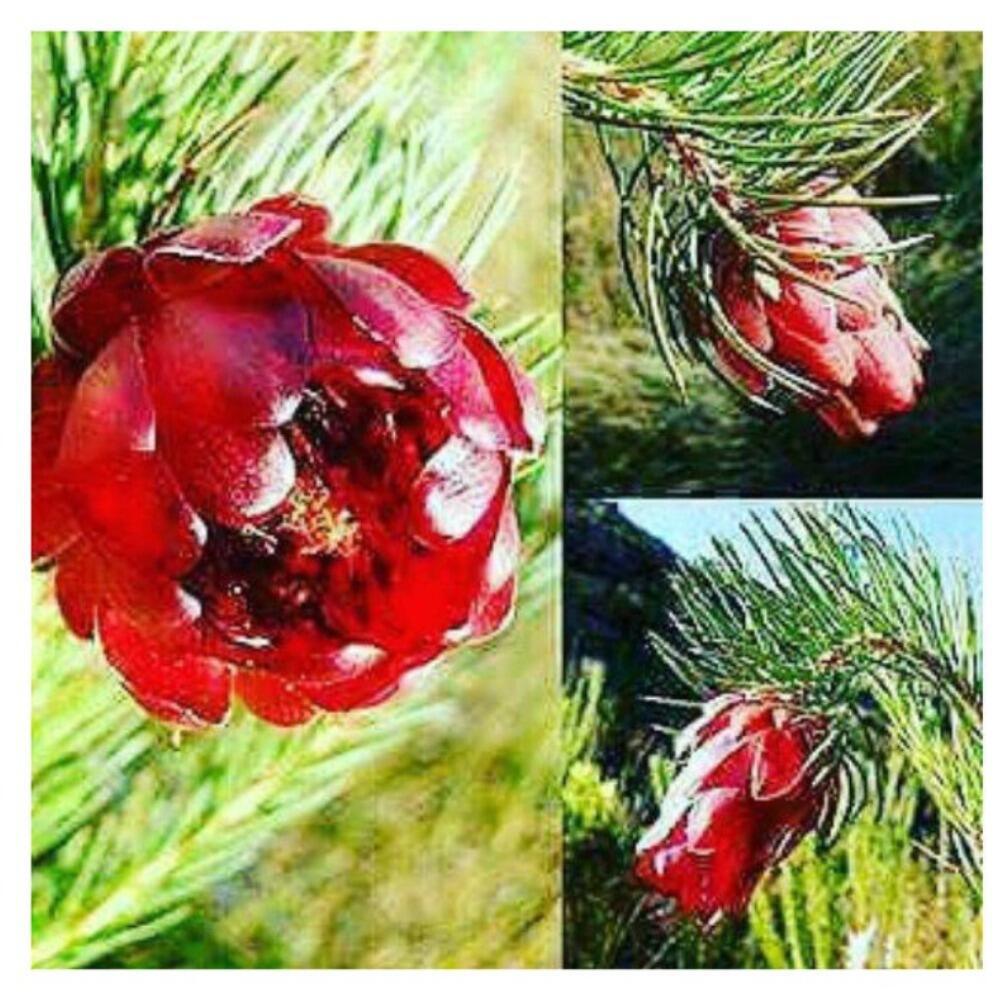 Якутская роза