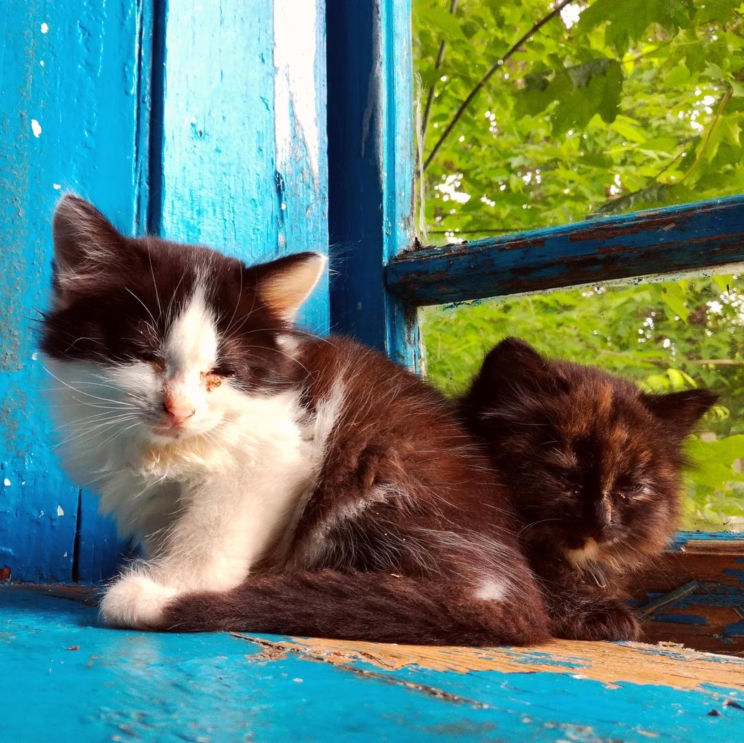 Умиляют меня котята.