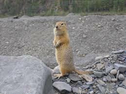 СУСЛИК.  АЛФАВИТ ДЕТСКИЙ. БУКВА «С».