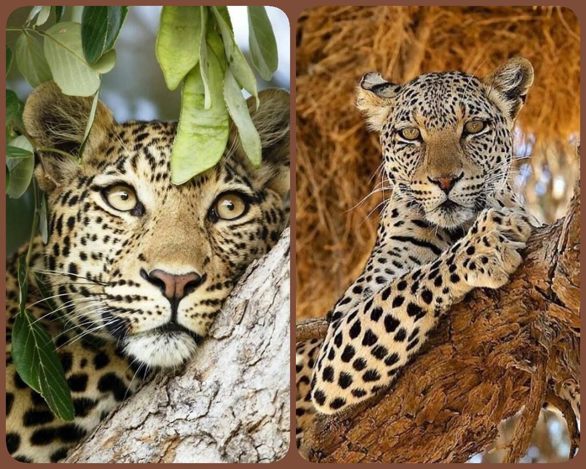 В ночь летящих персеид Галинка Багрецова