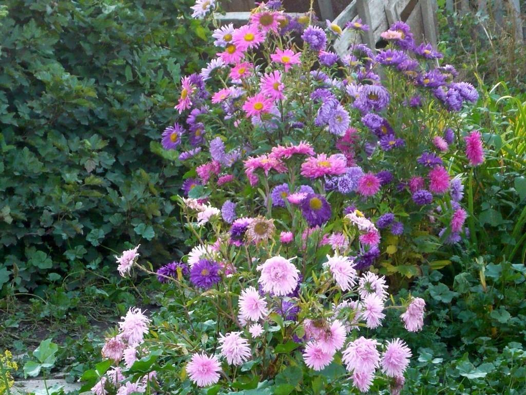 Мороз убил последние цветы