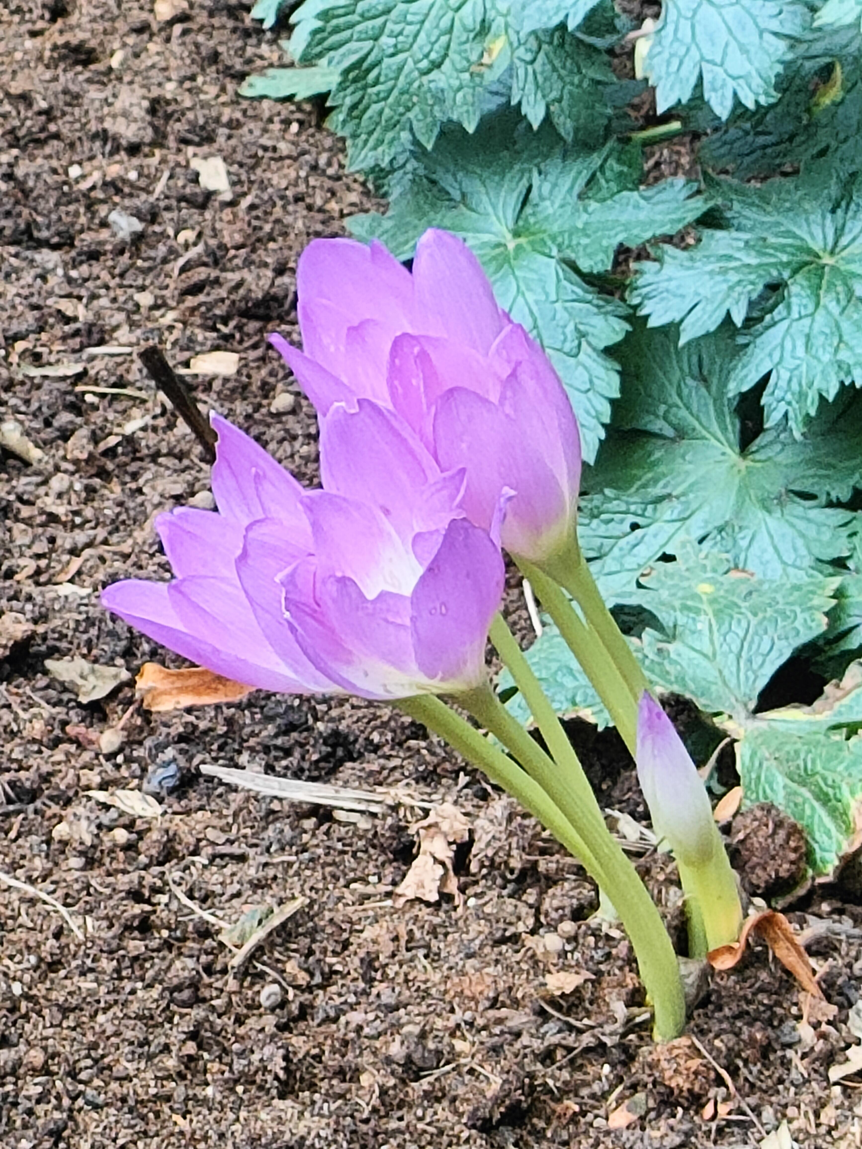 Женщине воля...