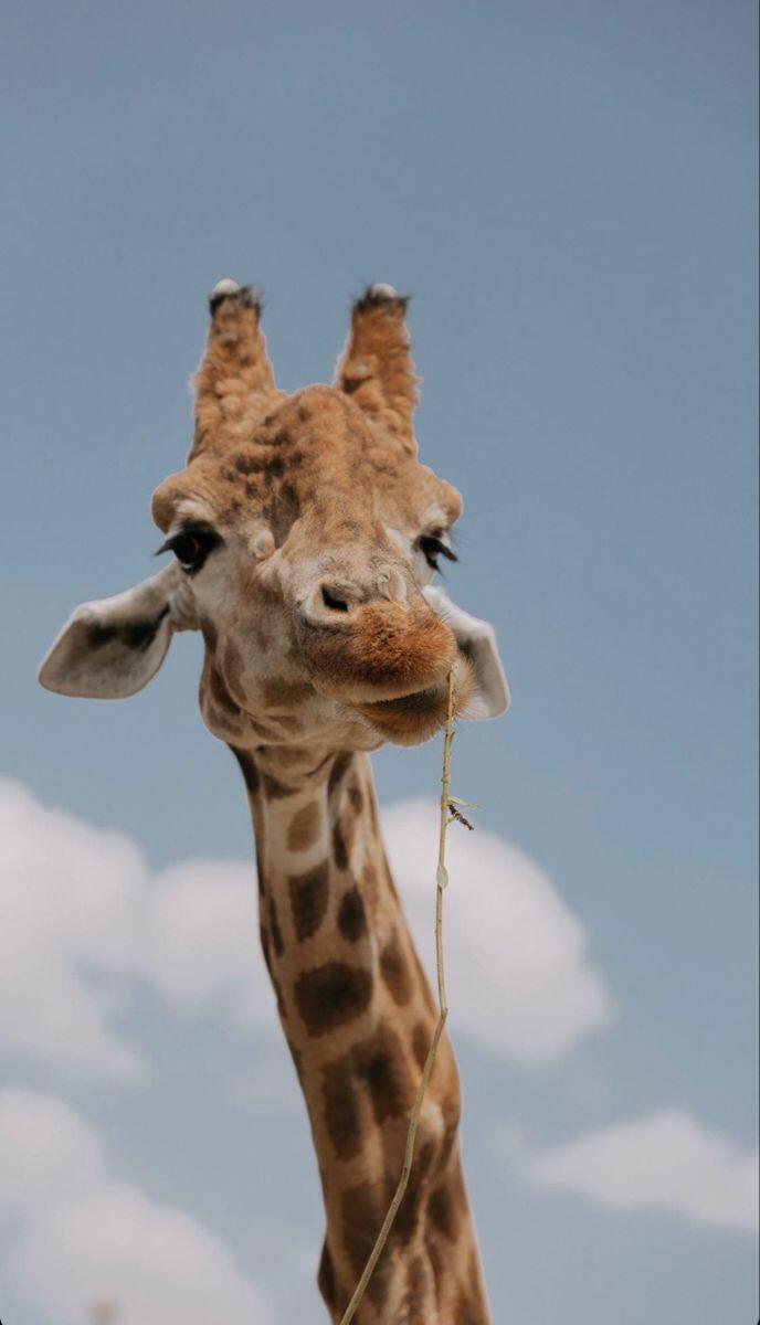 Вердикт Жирафу...