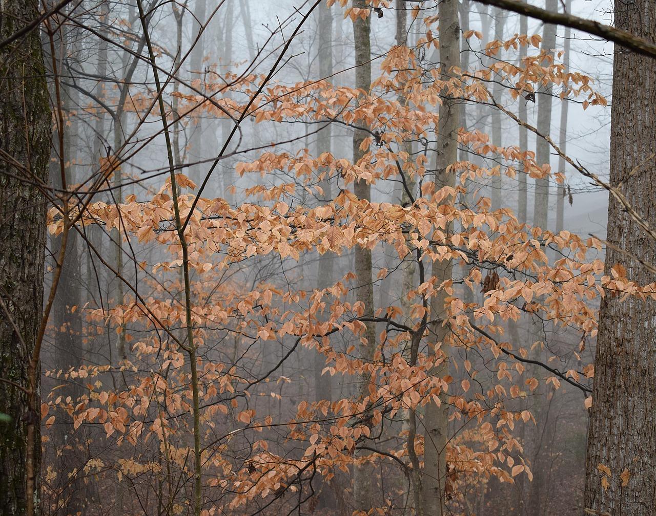 Предзимье