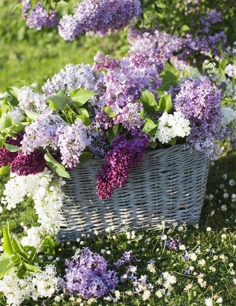 Весенняя встреча