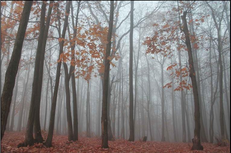 "Почему все деревья молчат?" (14.11.2012)