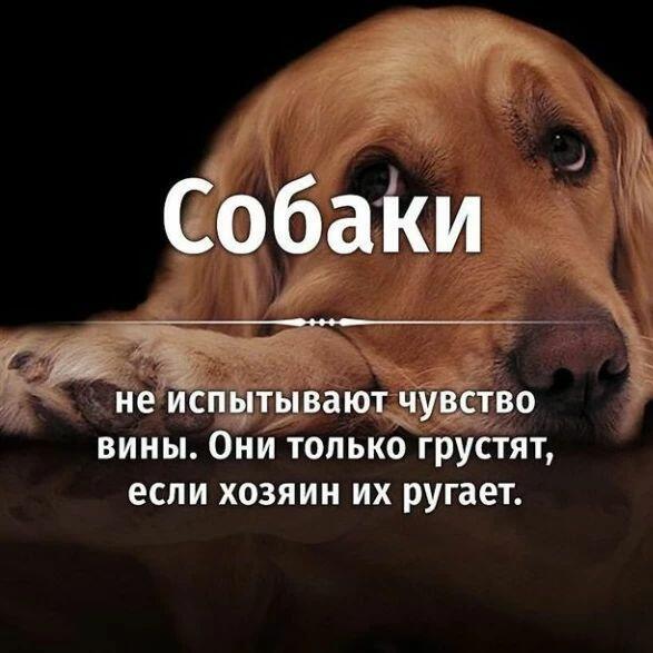 О собаках.