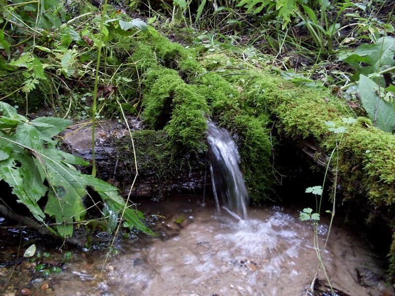 Р О Д Н И К И