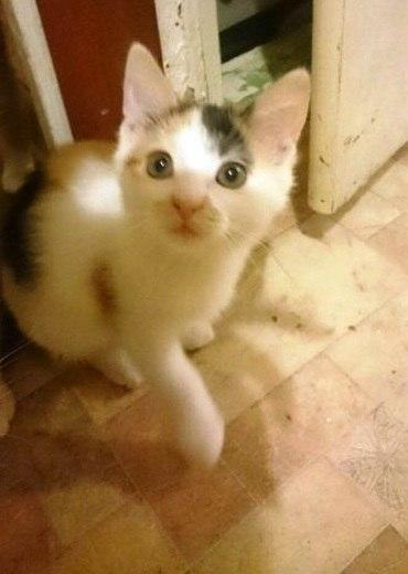 НА РАБОТЕ КОТА НАШЁЛ