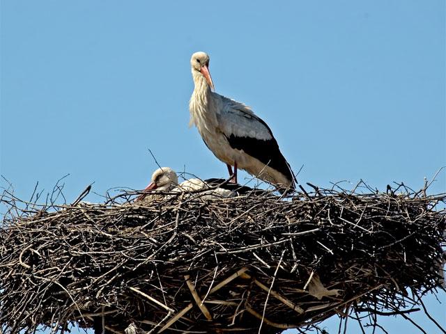 Пластиковая любовь