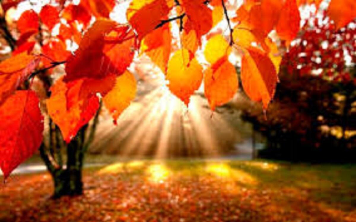 Осень меняет наряд всей планеты. Автор стихов Аделия. Музыка и исполнение Николай Саллас