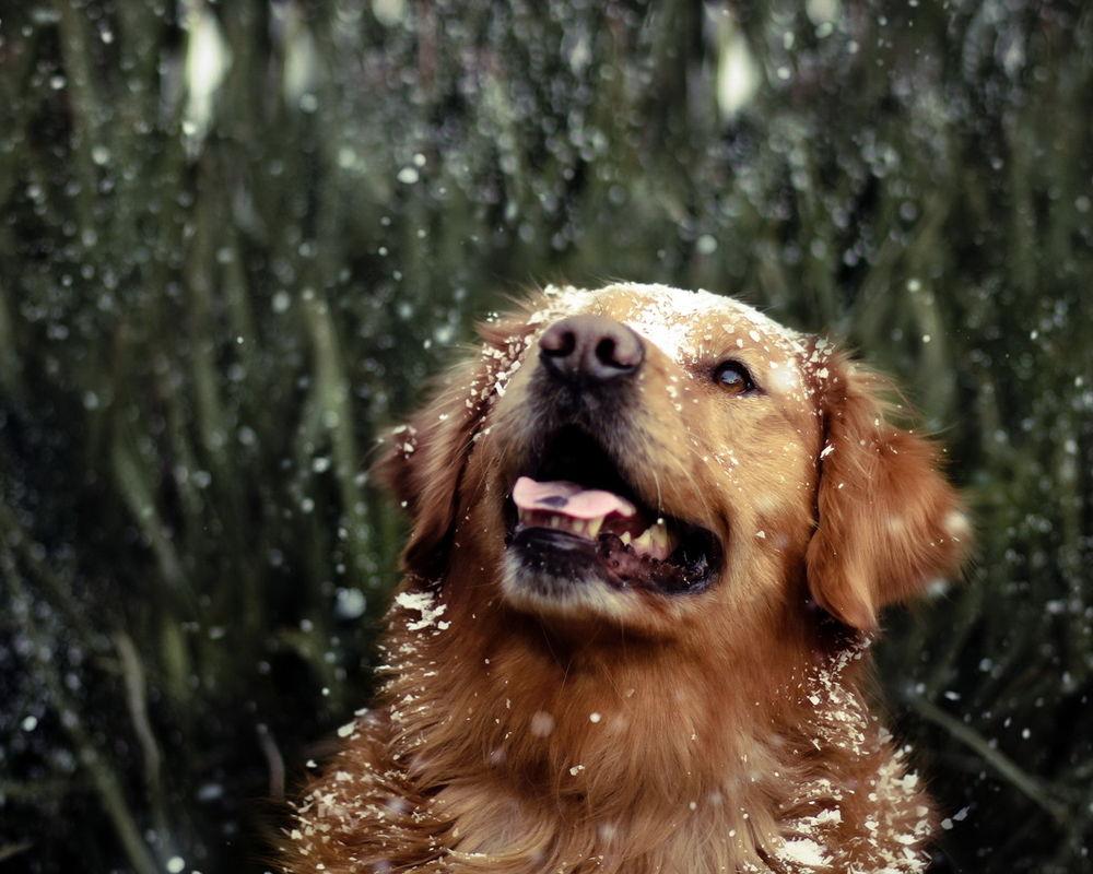 Познать через явленье смерти...