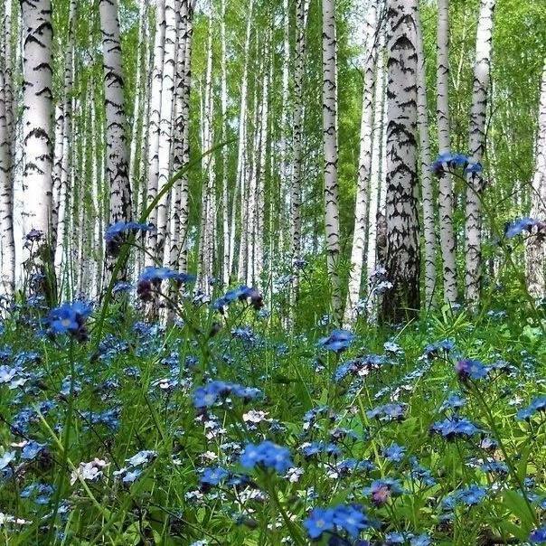 Незабудки в берёзовой роще