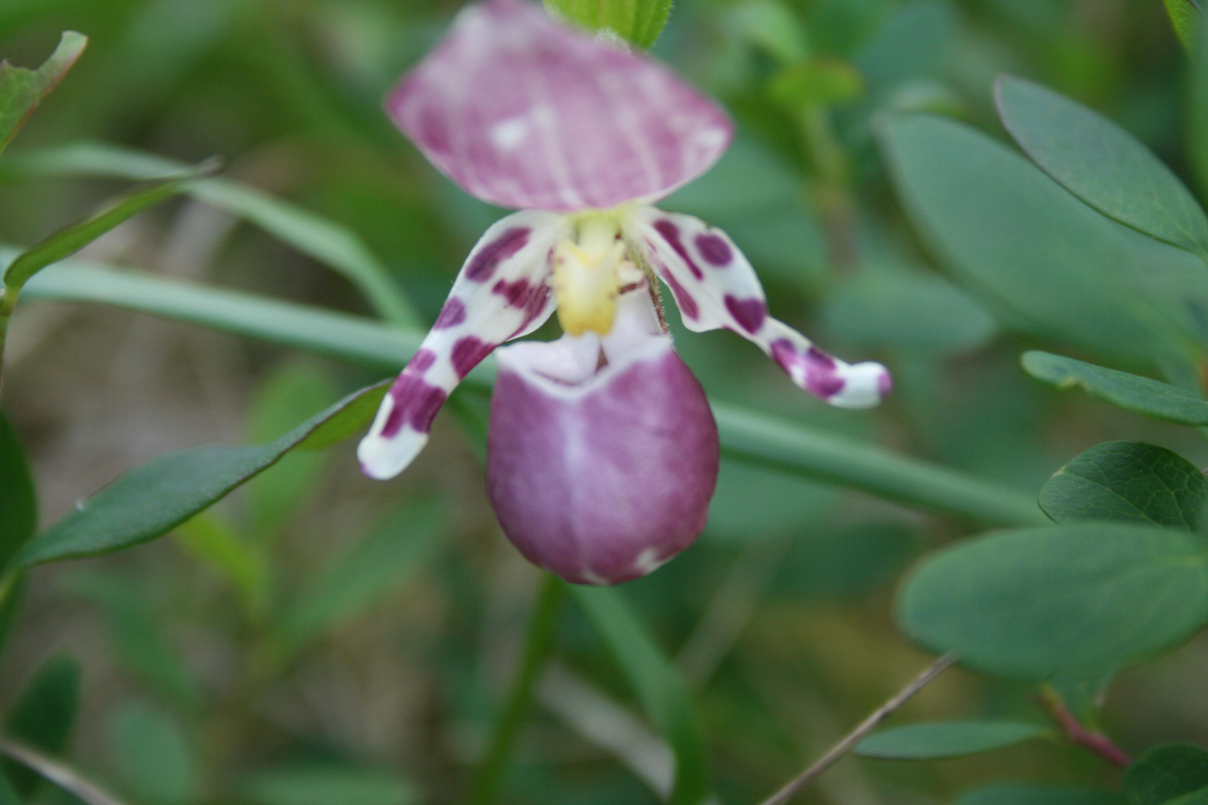 Рассказ старого таежника
