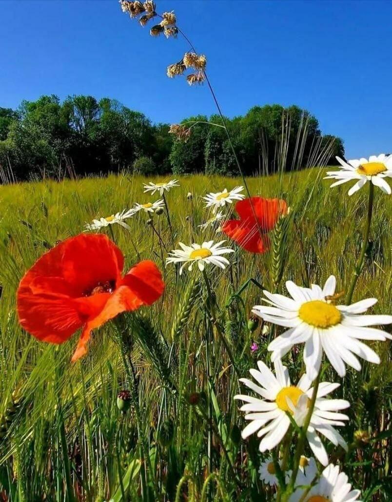 Сегодняшний июльский жаркий день 