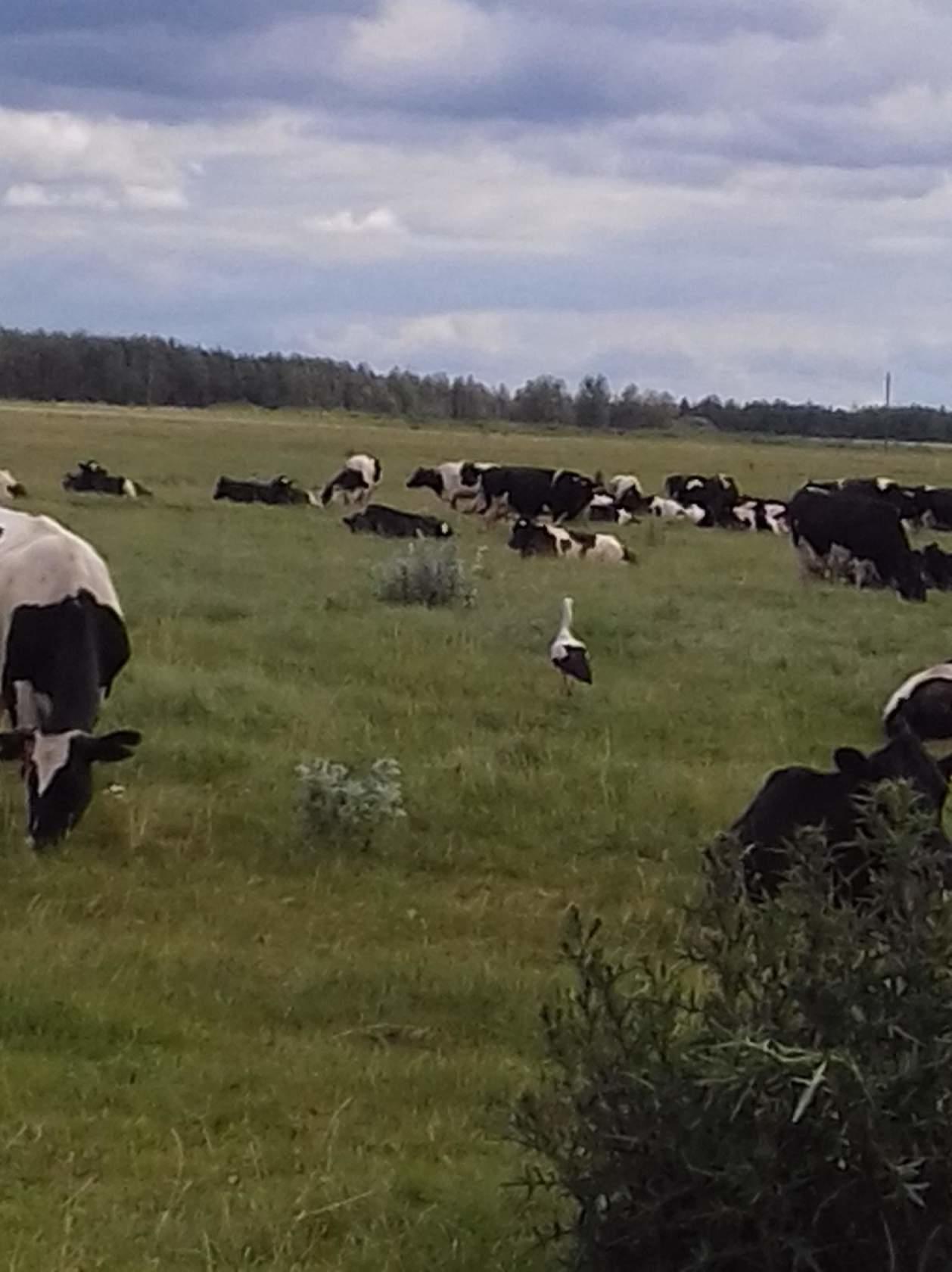 Новый пастух ( по фото)