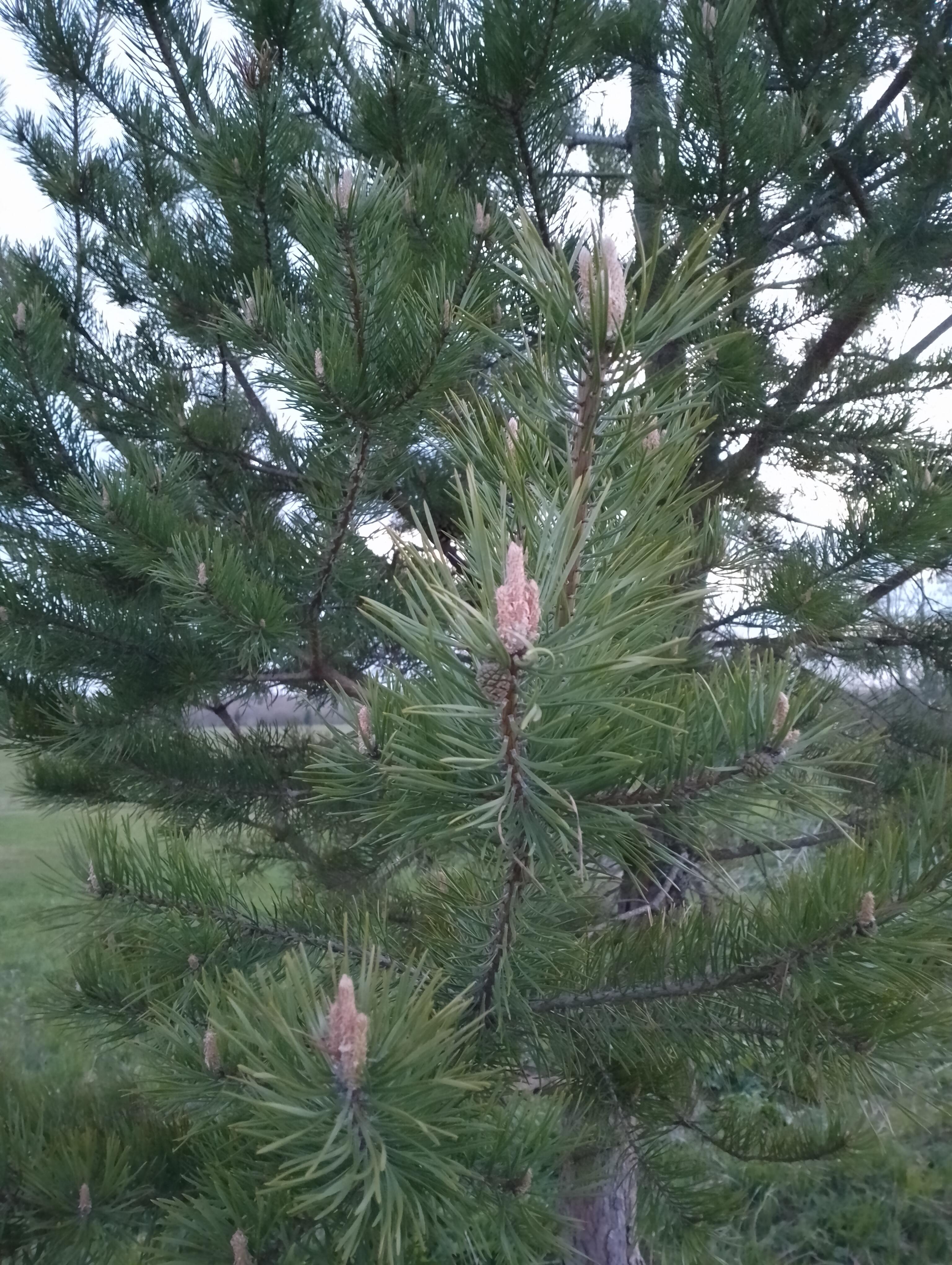 По утру кукушка раздавала годы