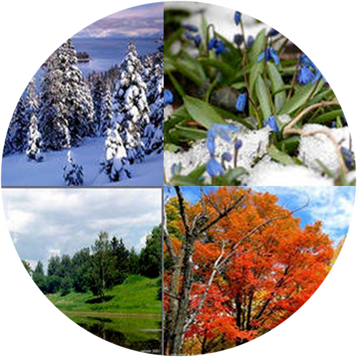 Время года зима изменения в жизни растений. Растения зимой и летом. Растения зимой весной летом и осенью. Времена года картинки.