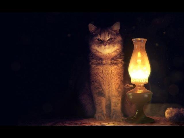 Реклама – кошка жмёт на кнопку лампы.