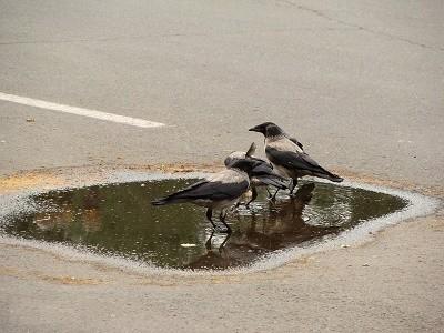 Совсем как лужа