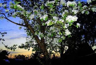 Ах,  вы ночи,   синие ночи...