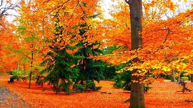 Осень ходит грустя.