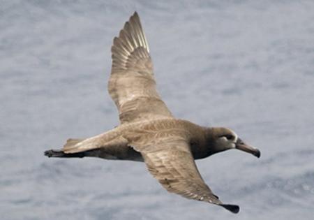 Буревестник