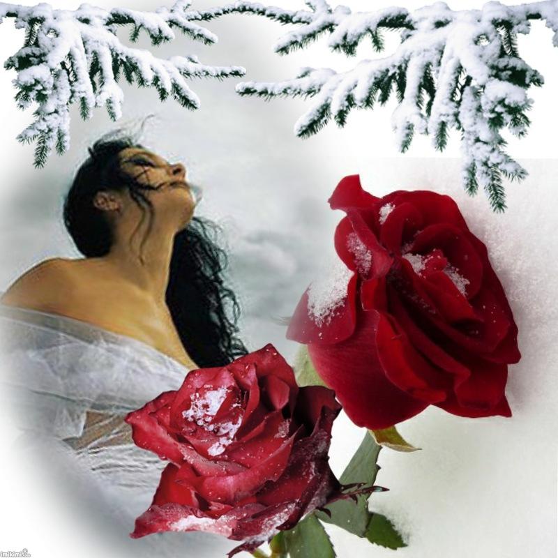 Белые розы любви песня. Алые розы на снегу. Красивые розы на снегу. Розы зимой.