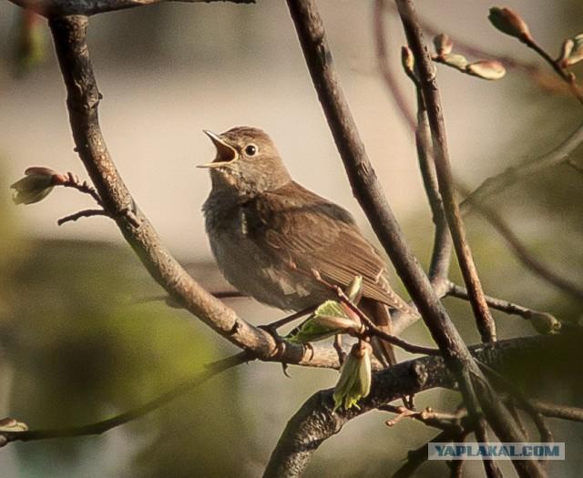ПОД ОКНОМ СОЛОВУШКА ПЕСНИ МНЕ ПОЕТ