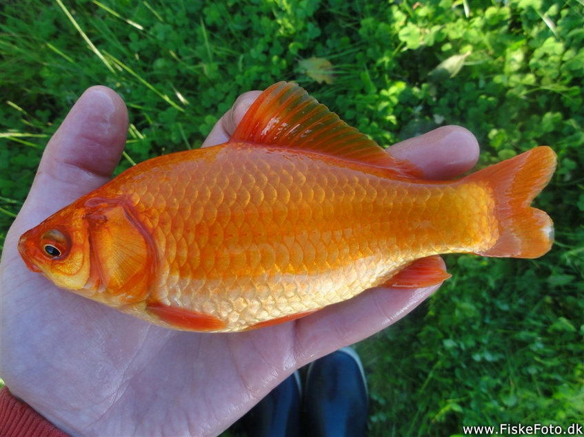 Золотая рыбка (шутка с анафорами)