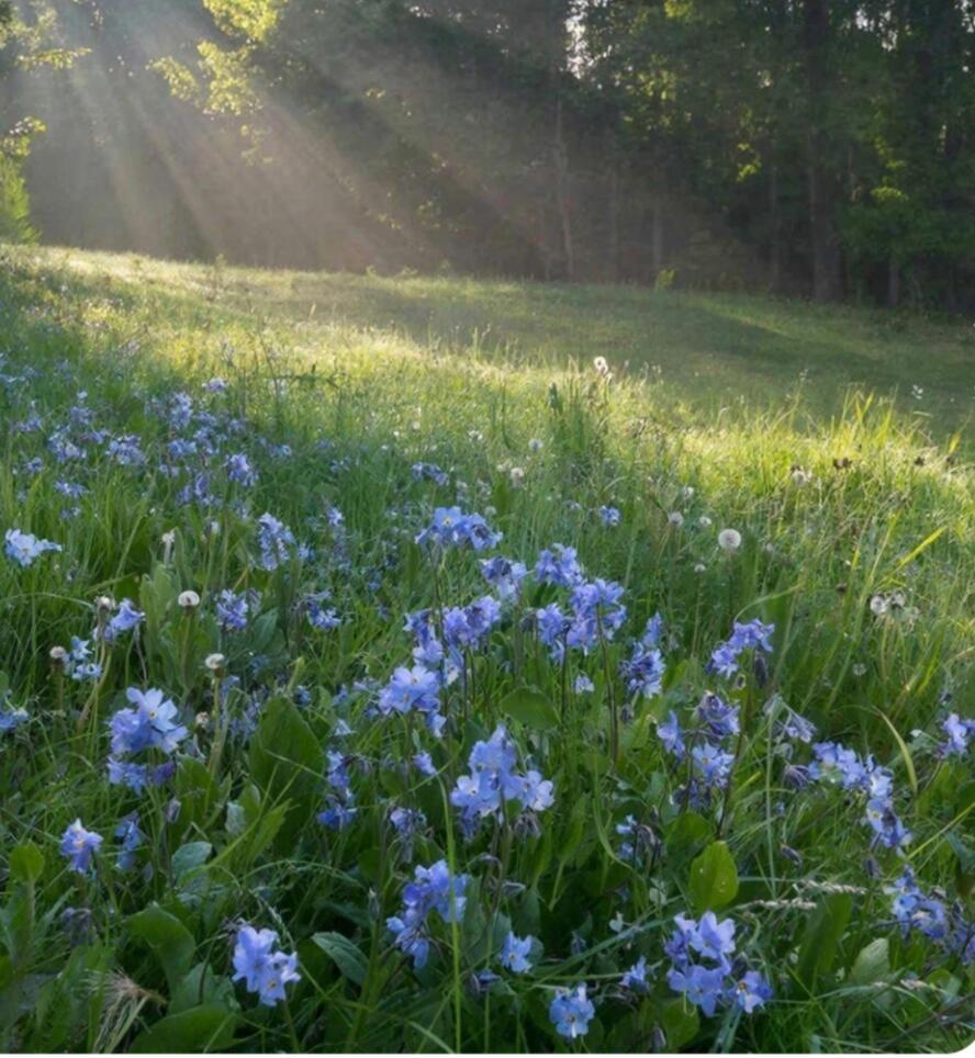 Нежная фиалка леса