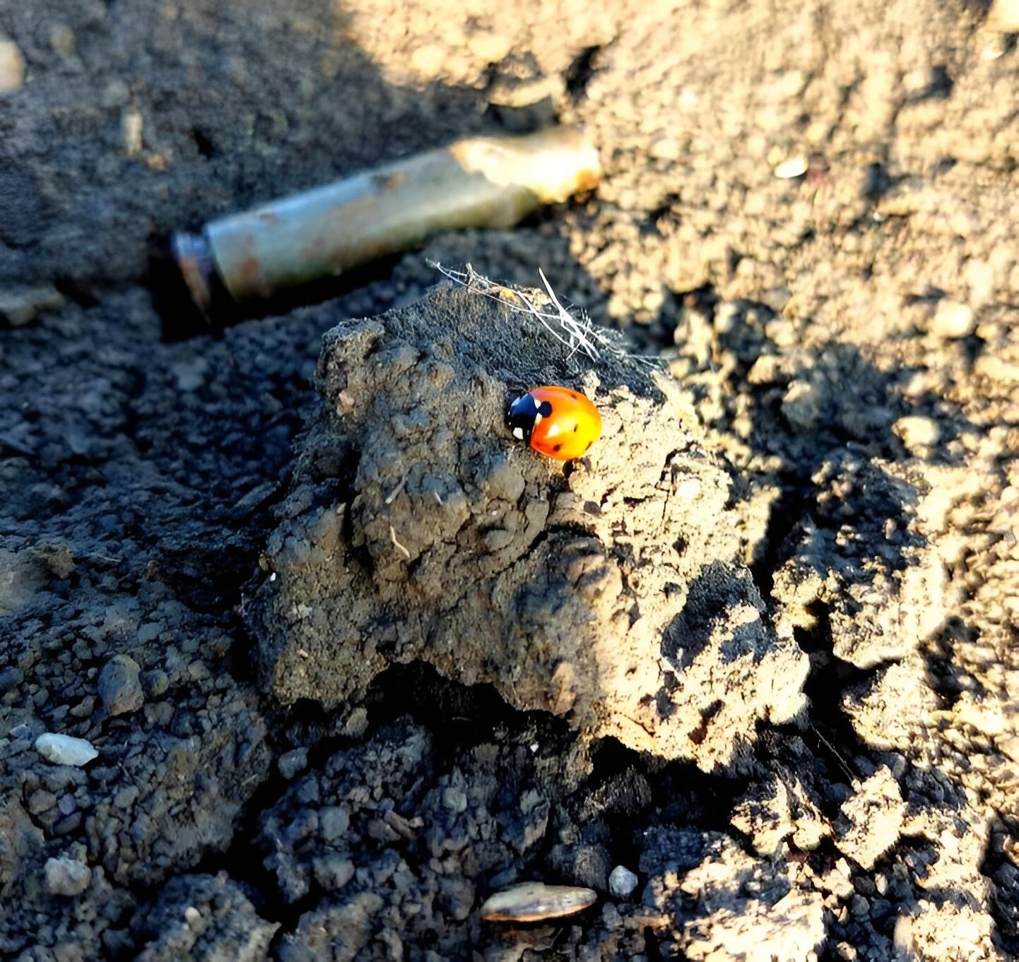 Божья коровка