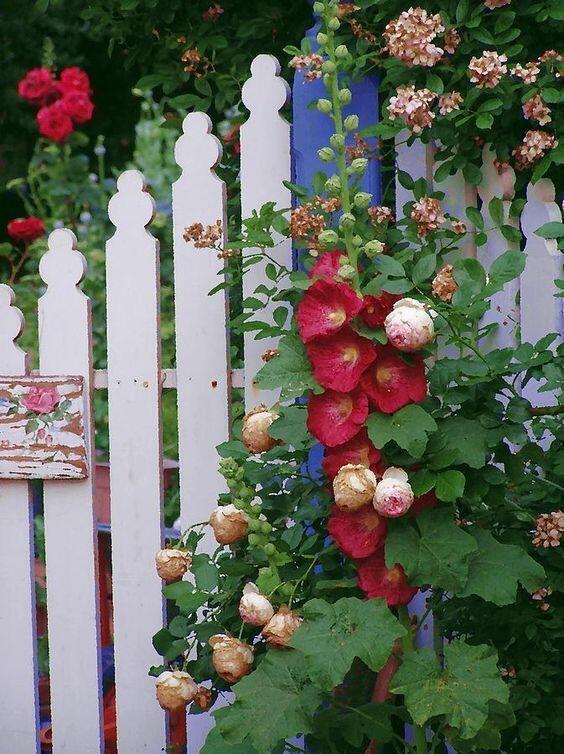 Только мальвы и розы 