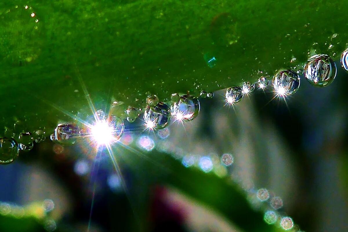 Туман оставил стразы в травах