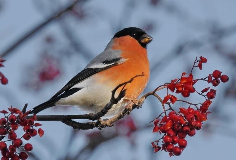 Снегирь в рябиновом соку