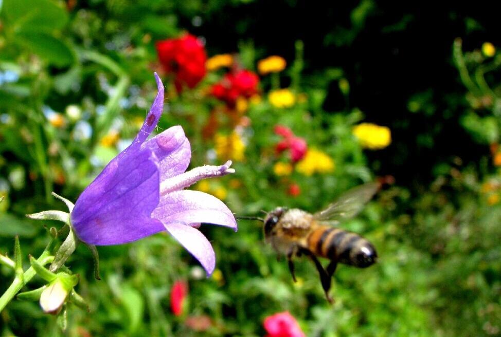 Пчелка и колокольчик