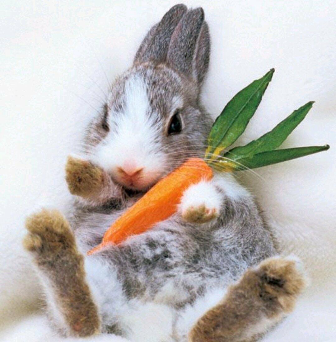 Хруст  морковки