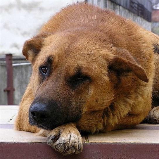 "Дворняга" (23.04.2015)