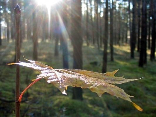 Я тобою очарован (четверостишия)