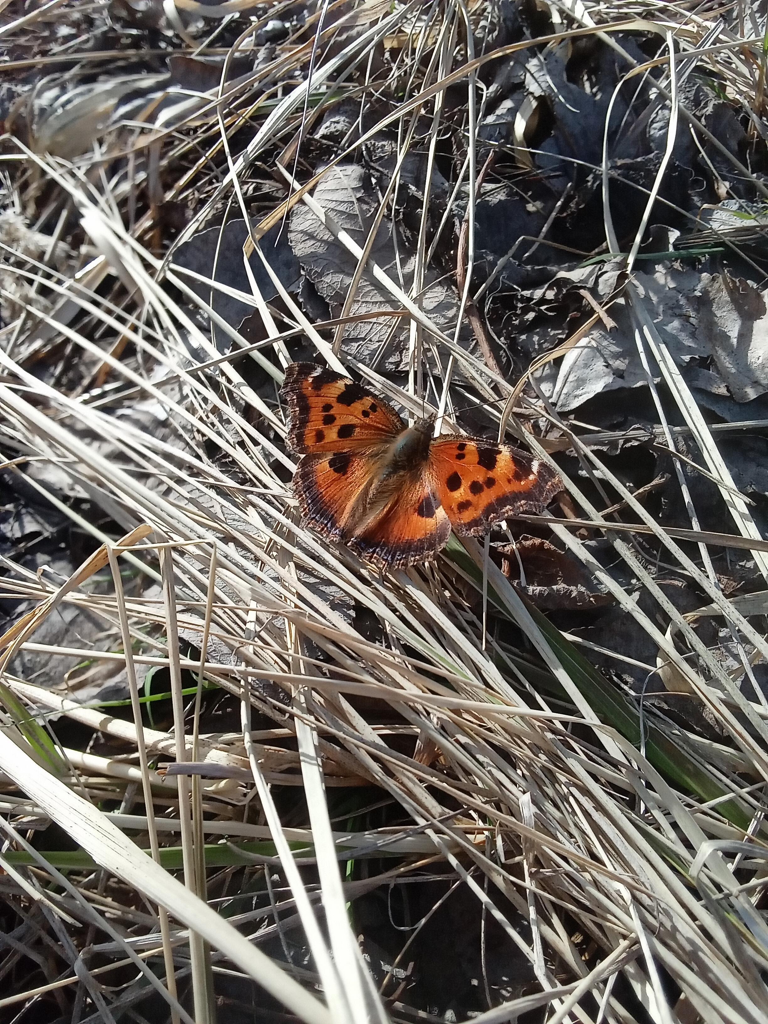 Проказница