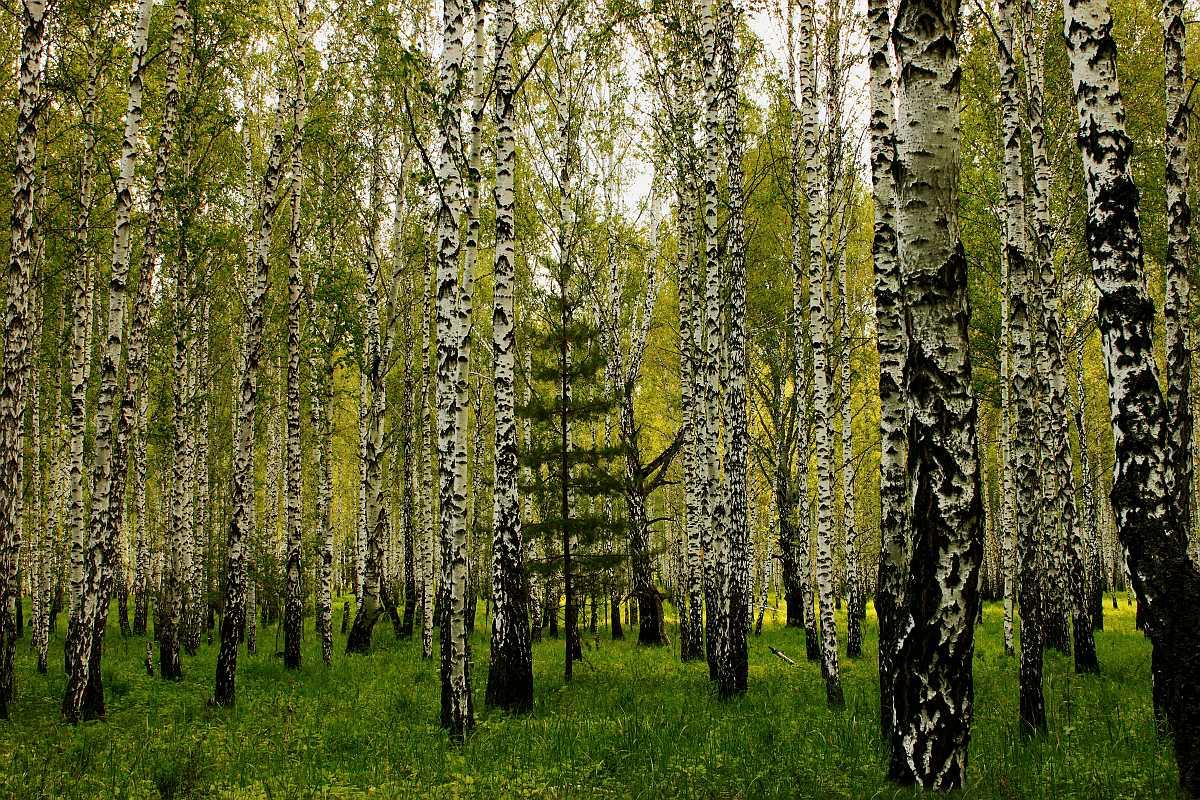 Где вырастают леса. Березовые Рощи Ильменского заповедника. Березово Сосновый лес. Природа березы. Березовый лес.